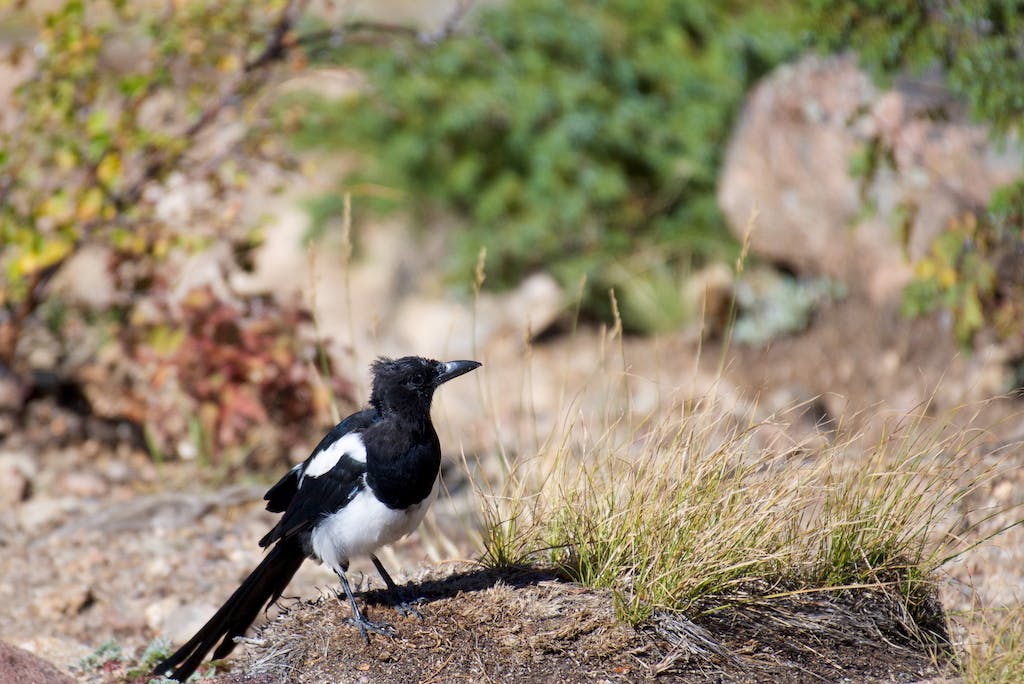 A Magpie Bird Standing on the Ground