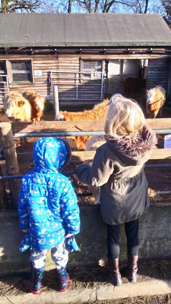 One of my favourite parks around Sheffield, Graves Park. 2 of my children looking at highland cattle