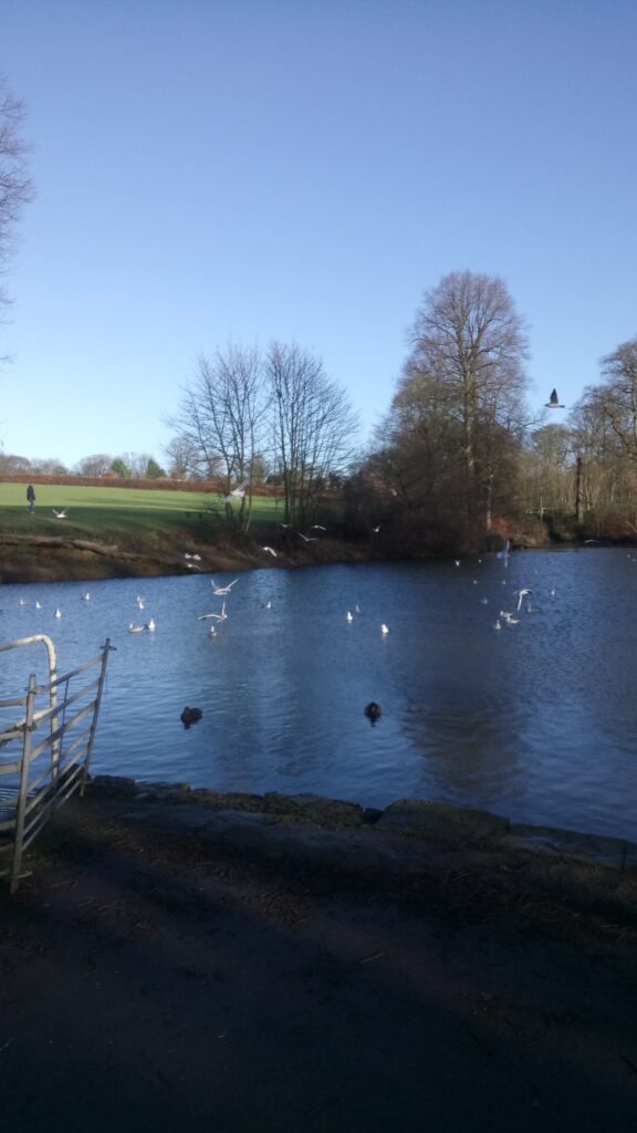 The lake at Graves Park.