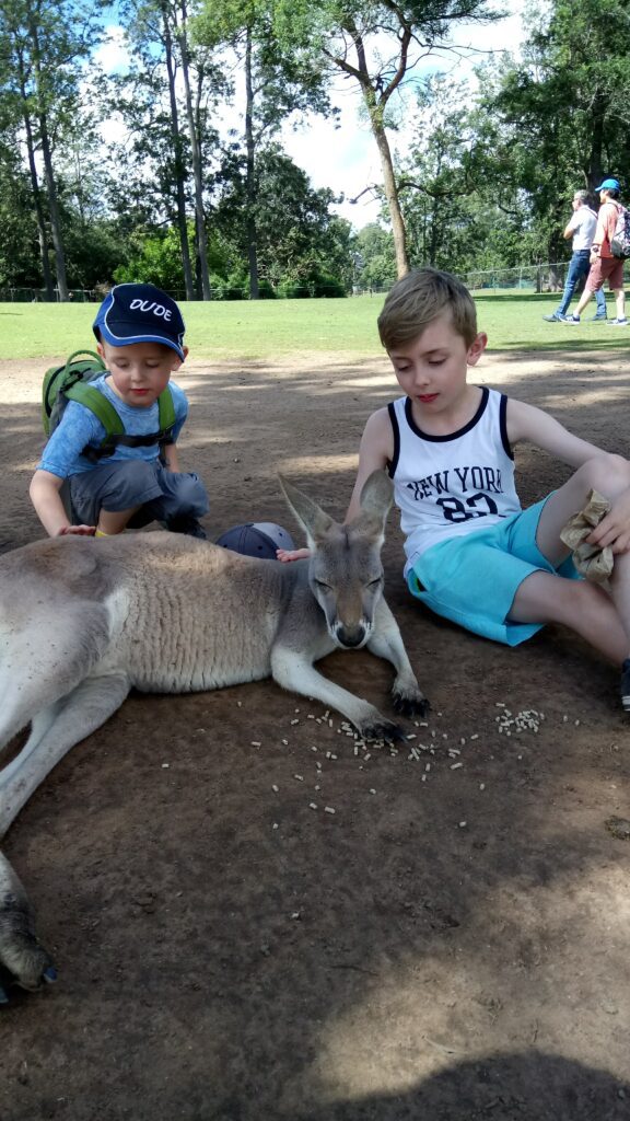 My boys feeding a Kangaroo in Australia